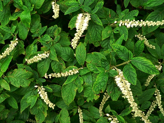 {Clethra acuminata}